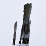 Photo by Stig-Ove Sivertsen Limited and signed edition of 10 Image size: 37,5 x 50 cm Sheet size: approx. 42 x 55 cm For purchase contact post@gallerisos.no Photo of icy wooden piles in winther